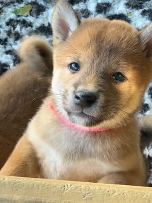 Les chiots de Shiba