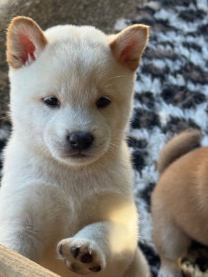 Les chiots de Shiba