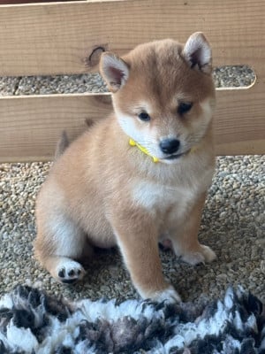 Les chiots de Shiba