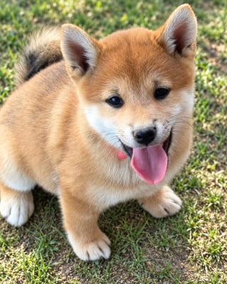 Les chiots de Shiba