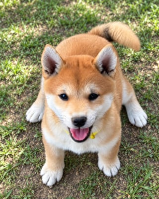 Les chiots de Shiba