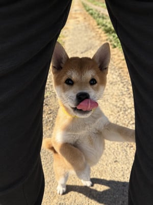 Les chiots de Shiba