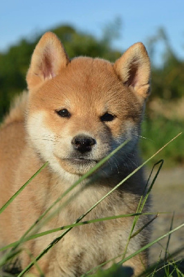Les chiots de Shiba