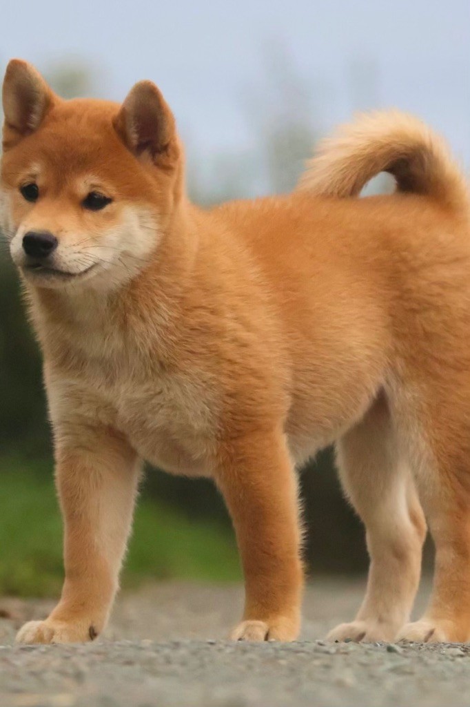 Shiba - du Crépuscule des Petits Anges