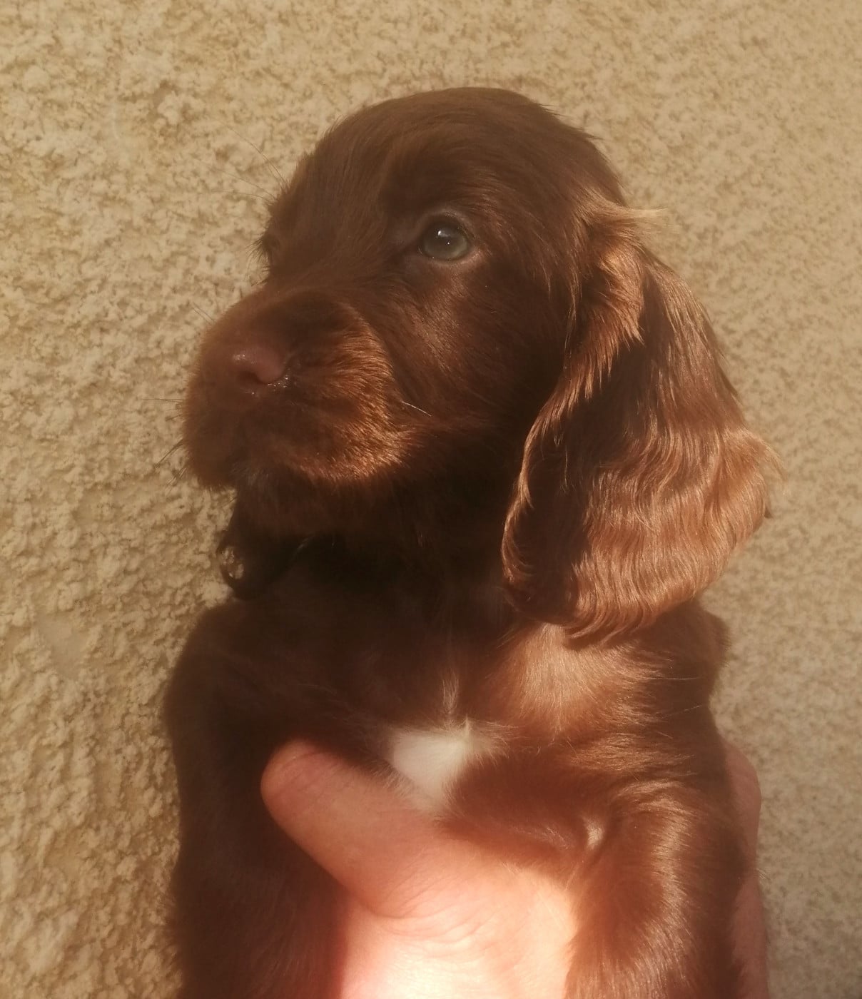 Mâle chocolat tache blanche au poitrail - Cocker Spaniel Anglais