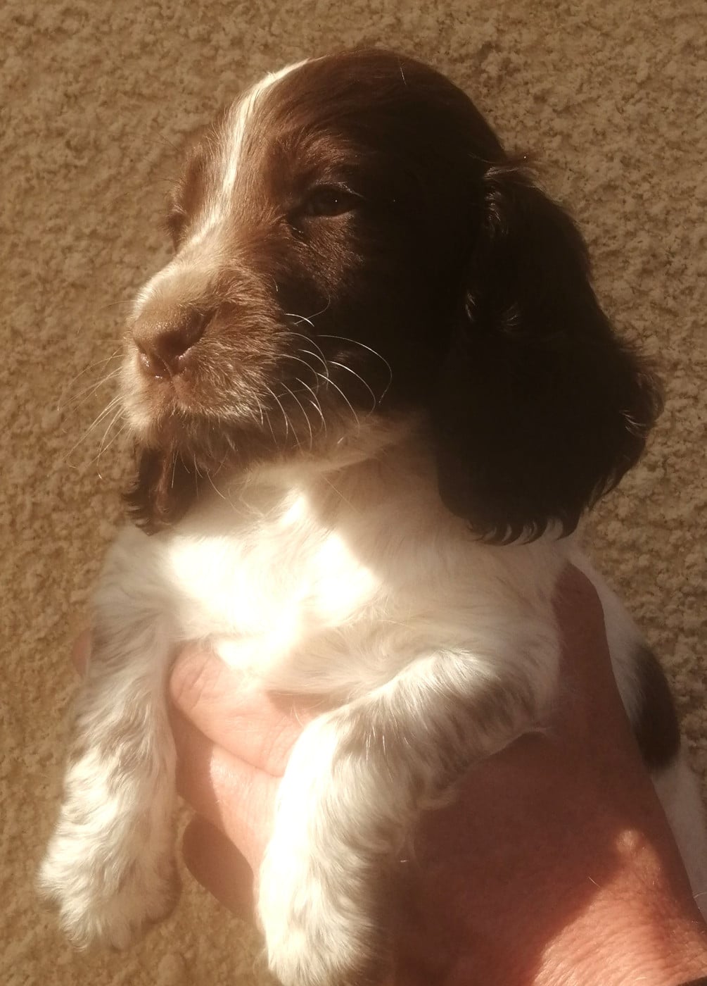 Chiot N°6 - Cocker Spaniel Anglais