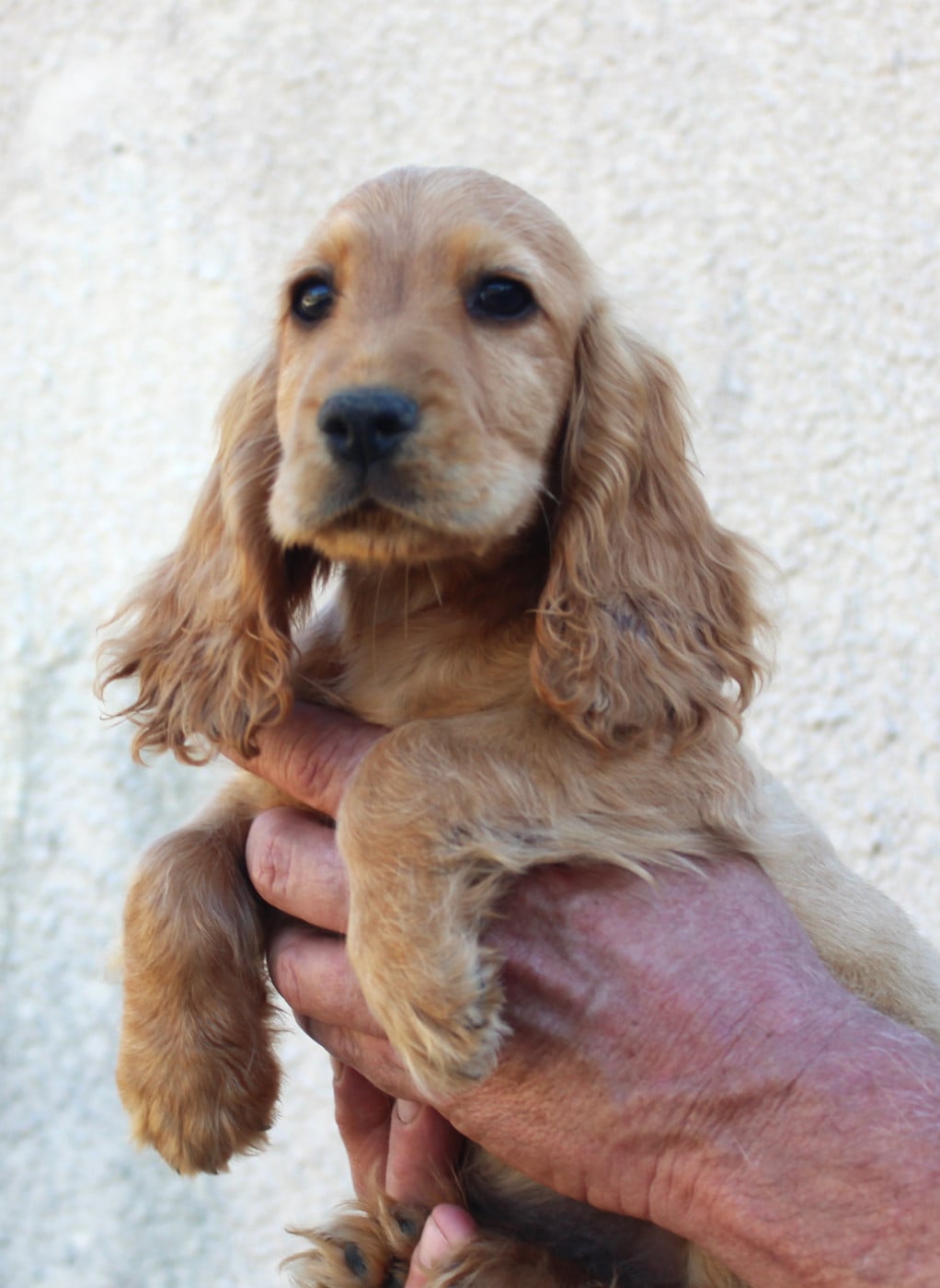 Cocker Spaniel Anglais - Du Plo Del Bosc