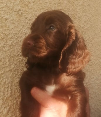 Les chiots de Cocker Spaniel Anglais