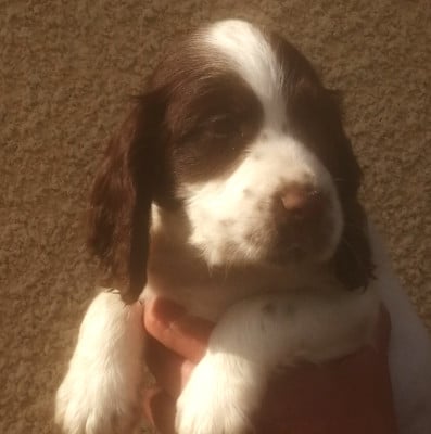 Les chiots de Cocker Spaniel Anglais