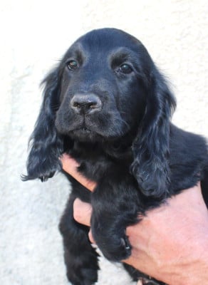 Les chiots de Cocker Spaniel Anglais