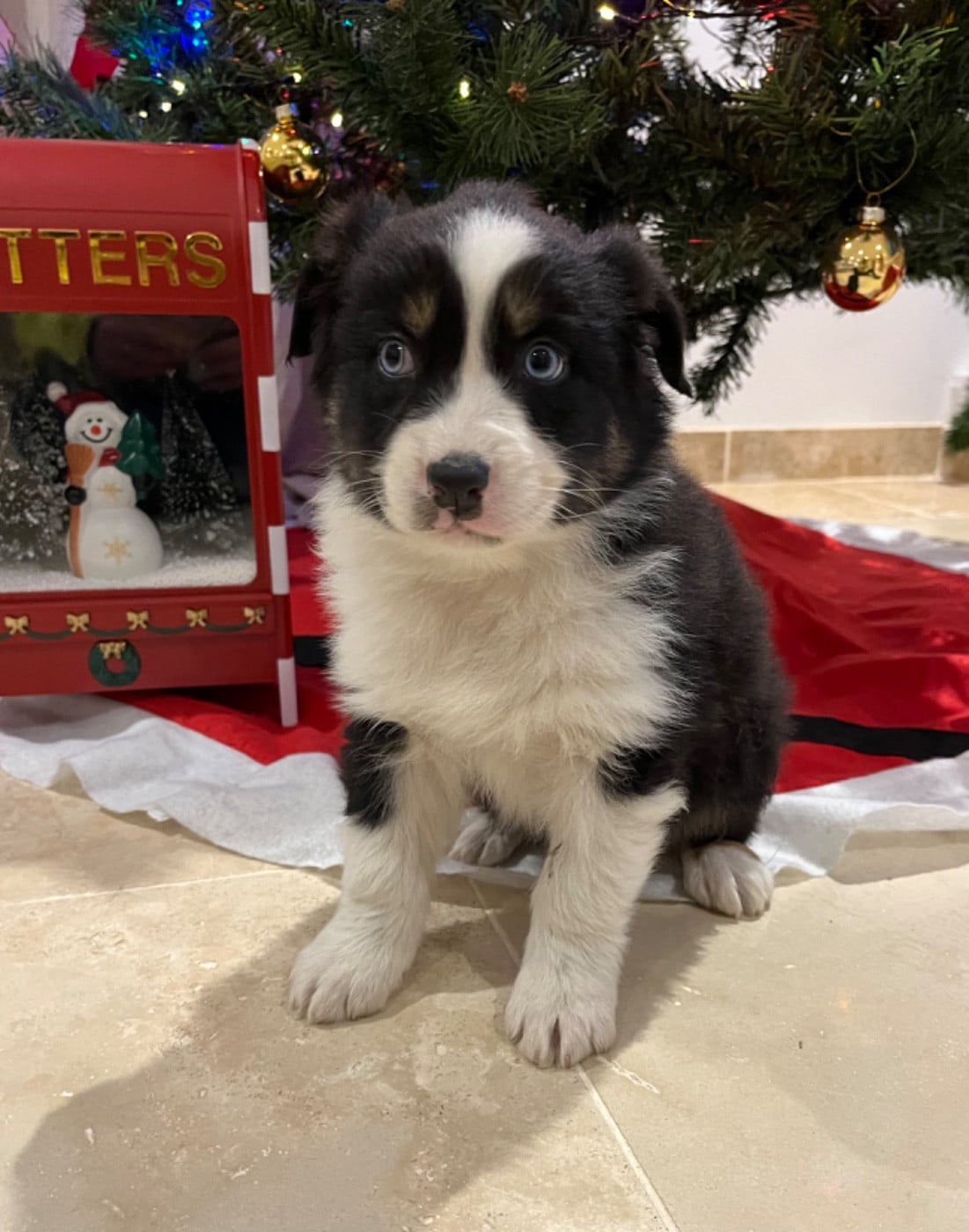 Berger Australien - (Sans Affixe)