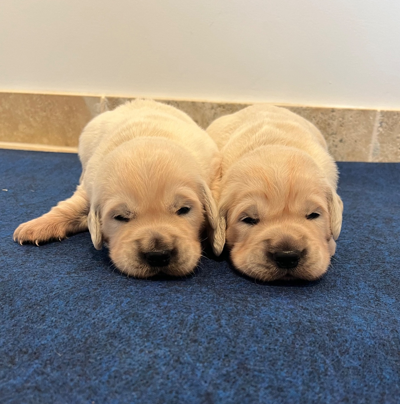 Chiot N°1 - Golden Retriever
