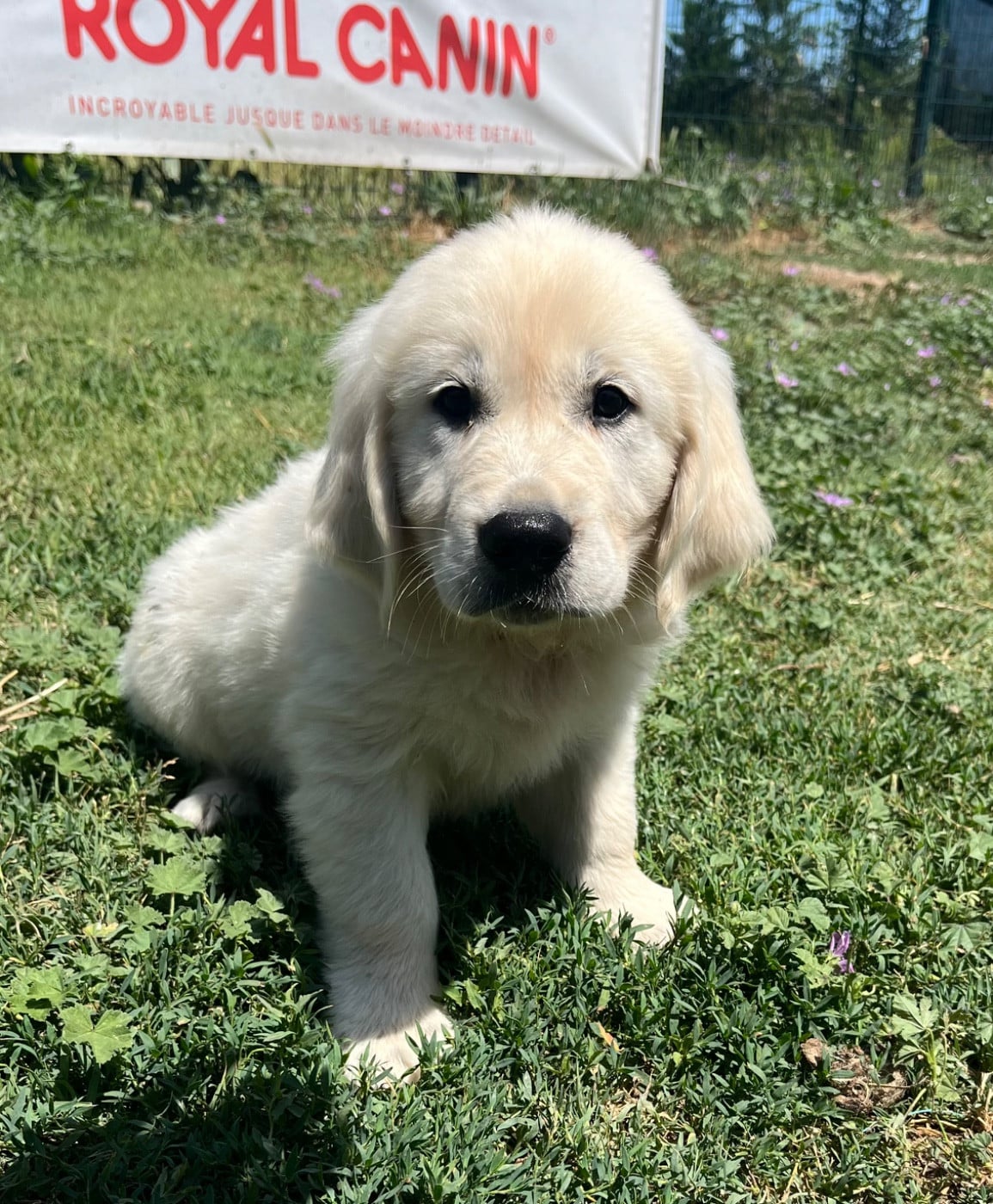 Chiot N°3 - Golden Retriever