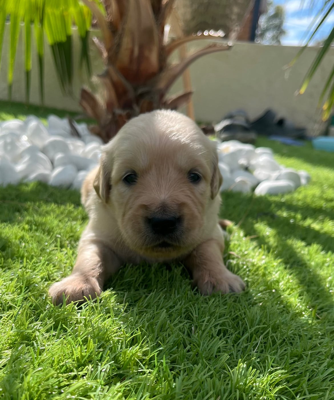 Chiot N°7 - Golden Retriever