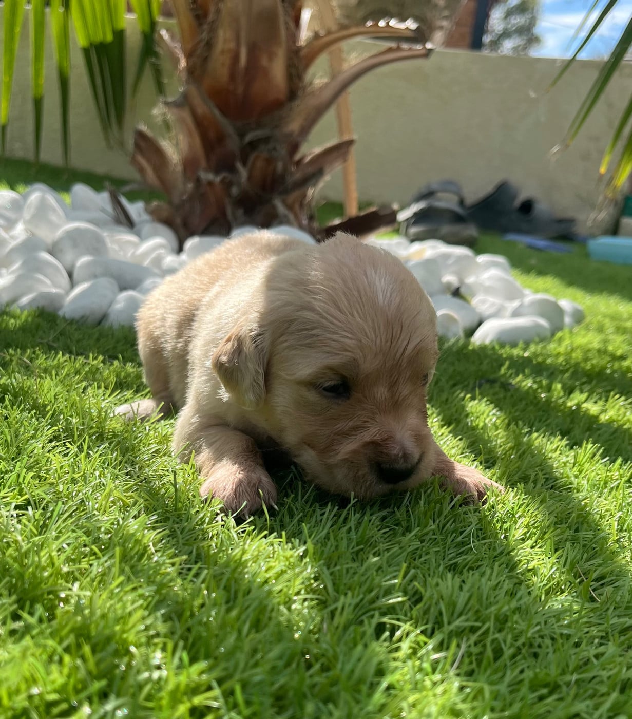 Chiot N°9 - Golden Retriever