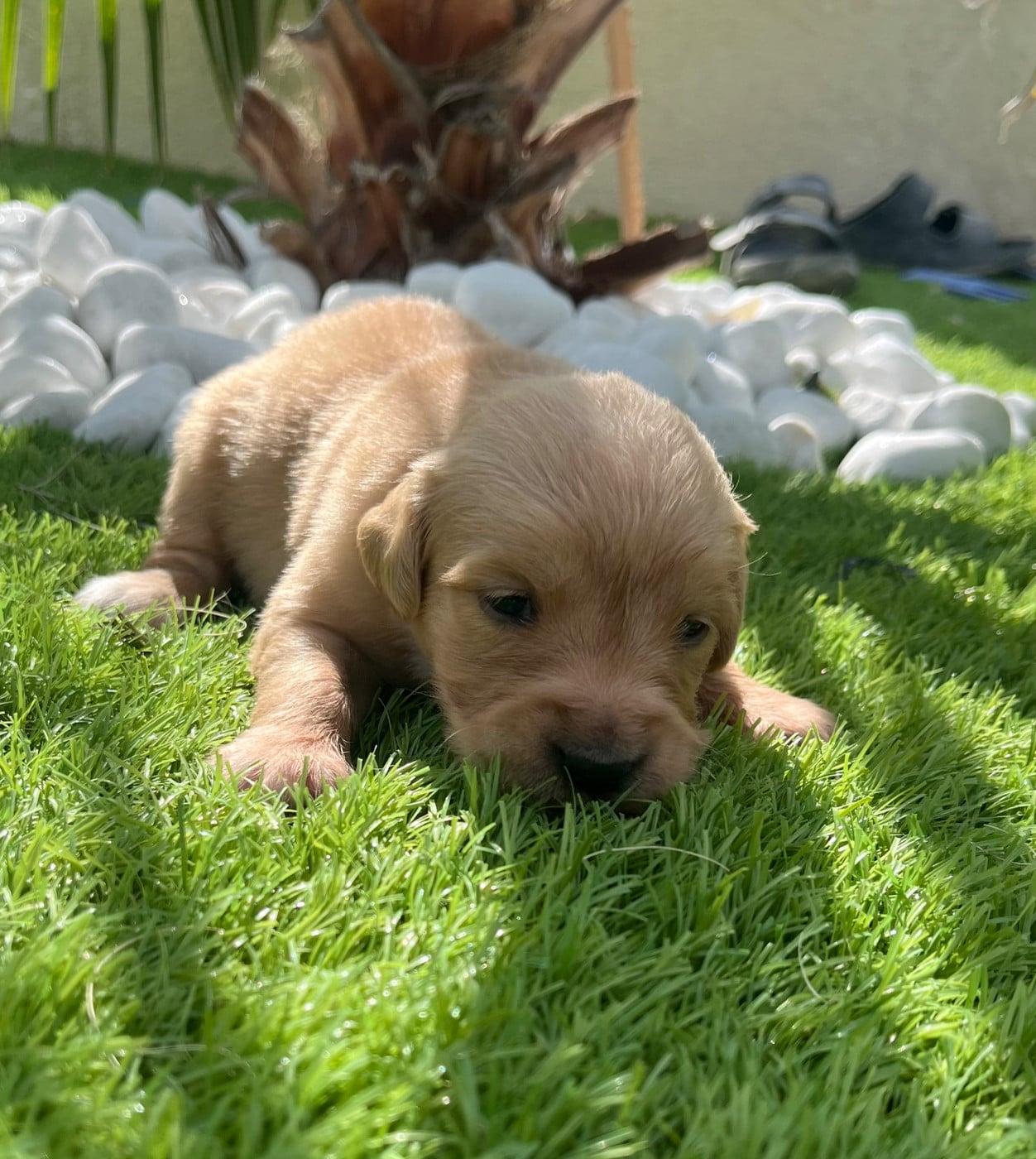 Chiot N°10 - Golden Retriever