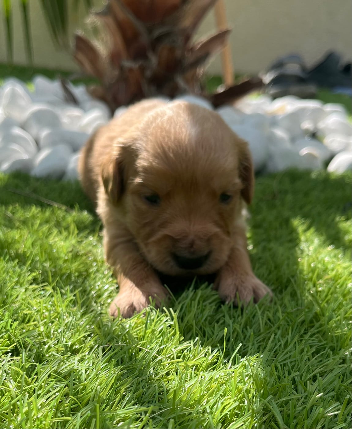 Chiot N°11 - Golden Retriever