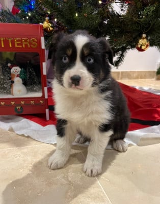 Les chiots de Berger Australien