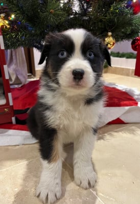 Les chiots de Berger Australien