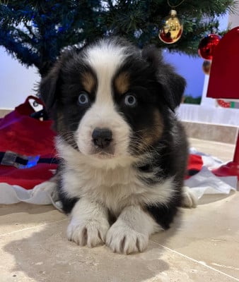 Les chiots de Berger Australien