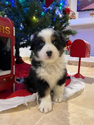 Les chiots de Berger Australien