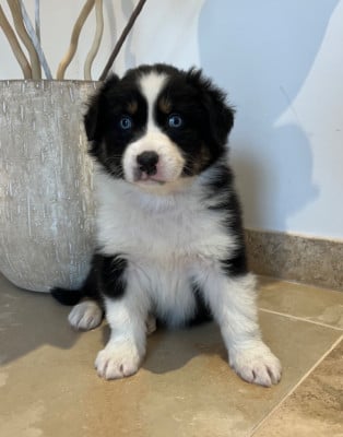 Les chiots de Berger Australien