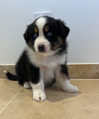 Les chiots de Berger Australien