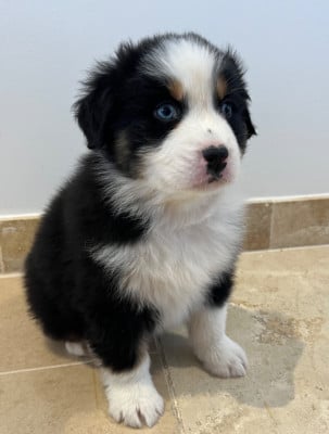 Les chiots de Berger Australien