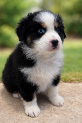 Les chiots de Berger Australien
