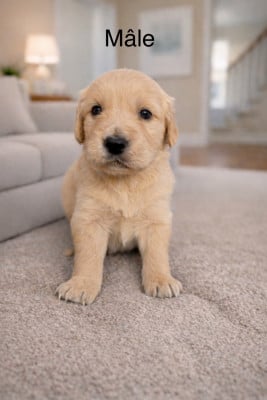 Les chiots de Golden Retriever