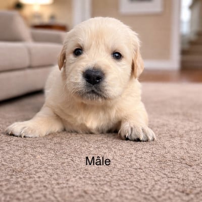 Les chiots de Golden Retriever