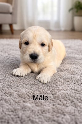 Les chiots de Golden Retriever