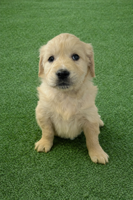 Les chiots de Golden Retriever