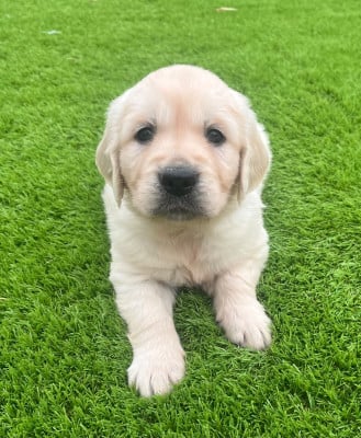 Les chiots de Golden Retriever