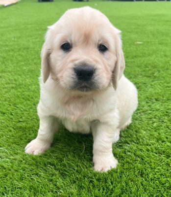 Les chiots de Golden Retriever