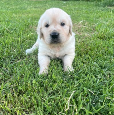Les chiots de Golden Retriever