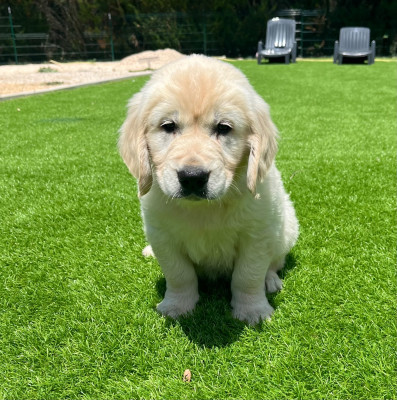Les chiots de Golden Retriever