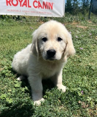 Les chiots de Golden Retriever