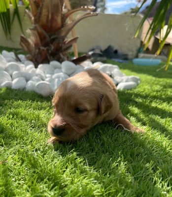 Les chiots de Golden Retriever