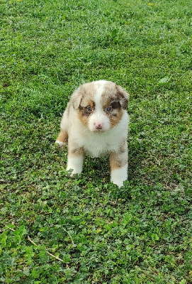 Les chiots de Berger Australien