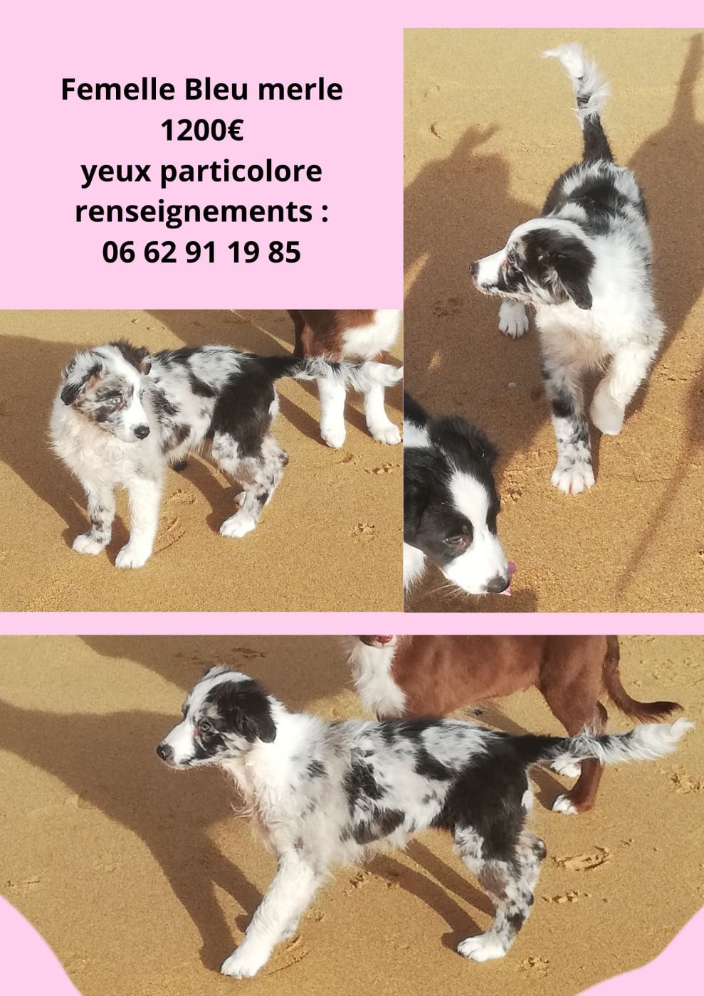 Alaska - Berger Australien