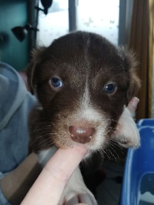 Les chiots de Berger Australien