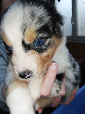Les chiots de Berger Australien