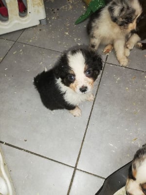 Les chiots de Berger Australien