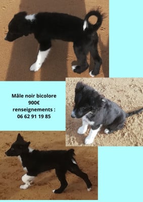 Les chiots de Berger Australien