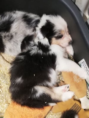 Les chiots de Berger Australien