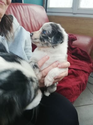 Les chiots de Berger Australien
