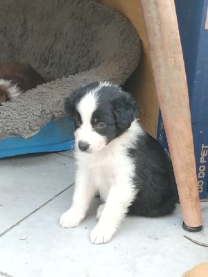 Les chiots de Berger Australien