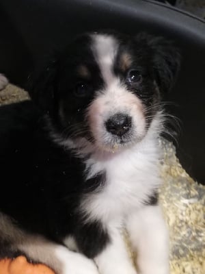 Les chiots de Berger Australien