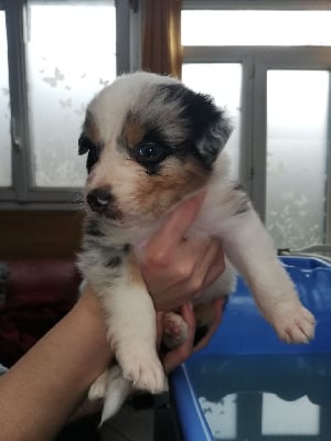 Les chiots de Berger Australien